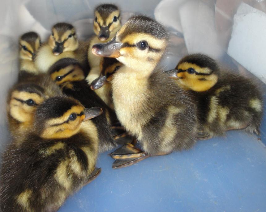 baby ducks, ducklings, 